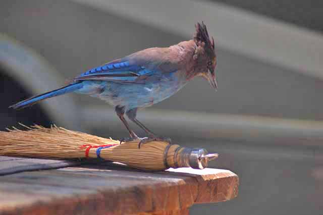 stellar jay in pine cliff rv park